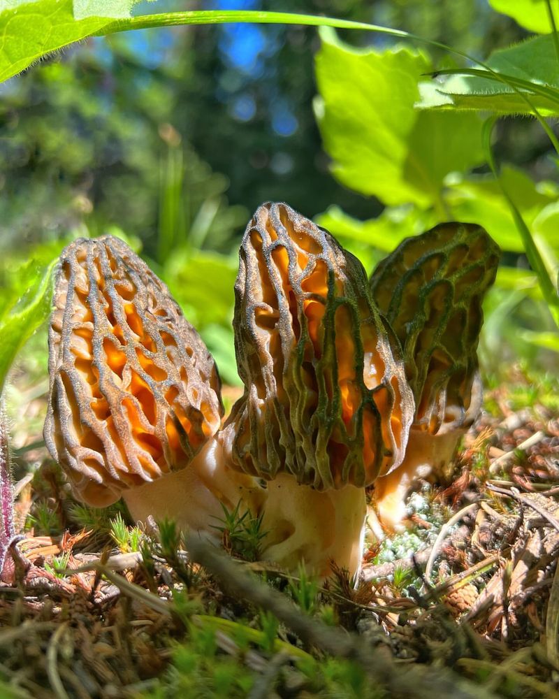 Morel Mushrooms