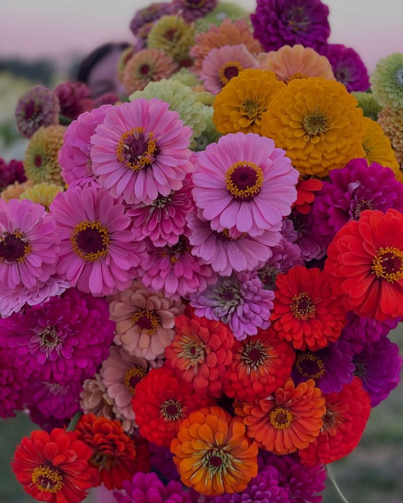 Zinnia