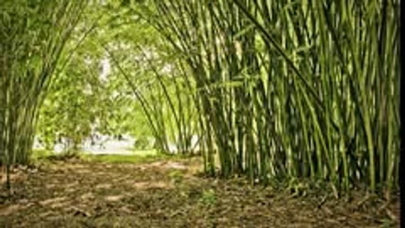 Bamboo