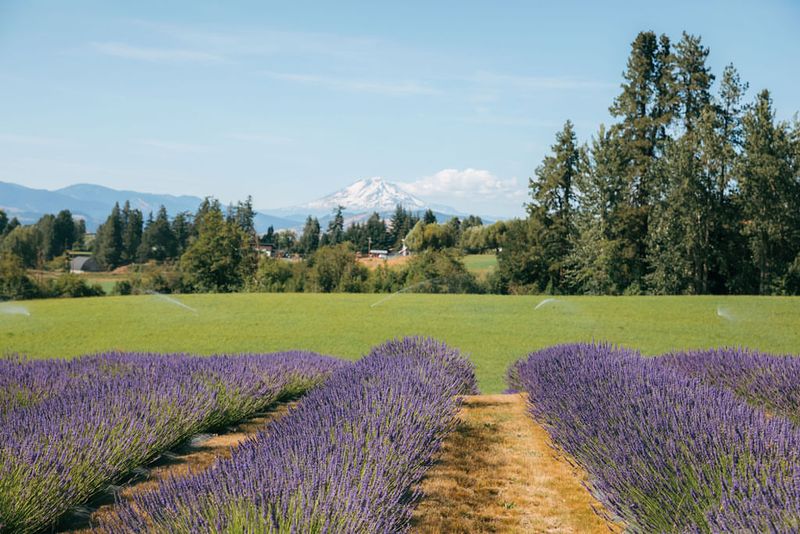 Sisters Lavender Retreat