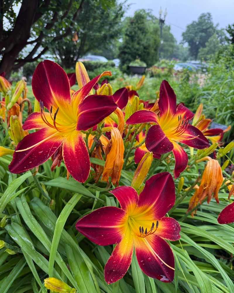 Hemerocallis