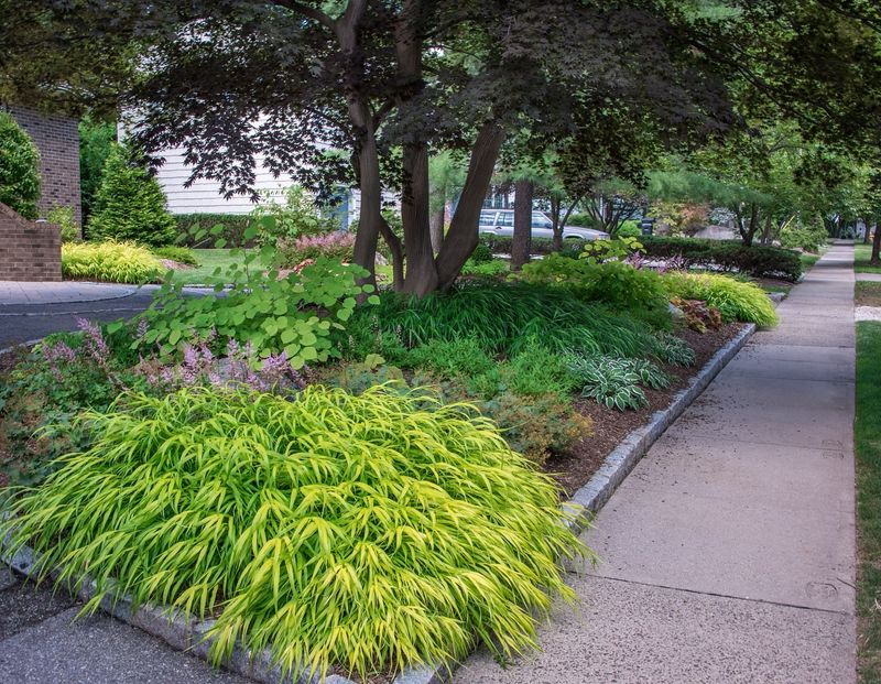 Japanese Forest Grass: Cascading Elegance