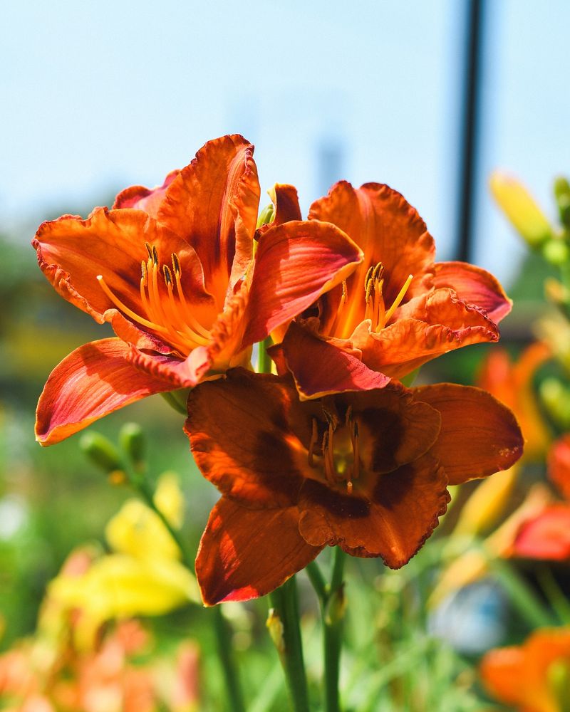 Daylilies