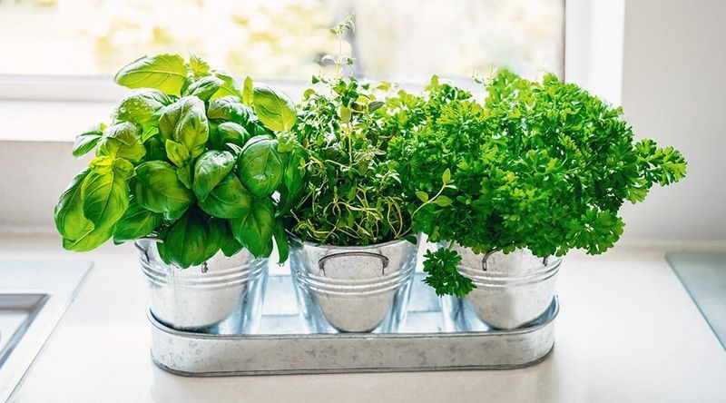 Herbs (Basil, Thyme, Oregano)