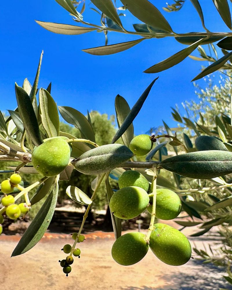 Olive Oil