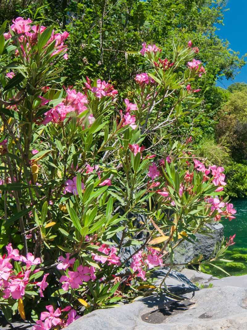 Oleander Trimmings