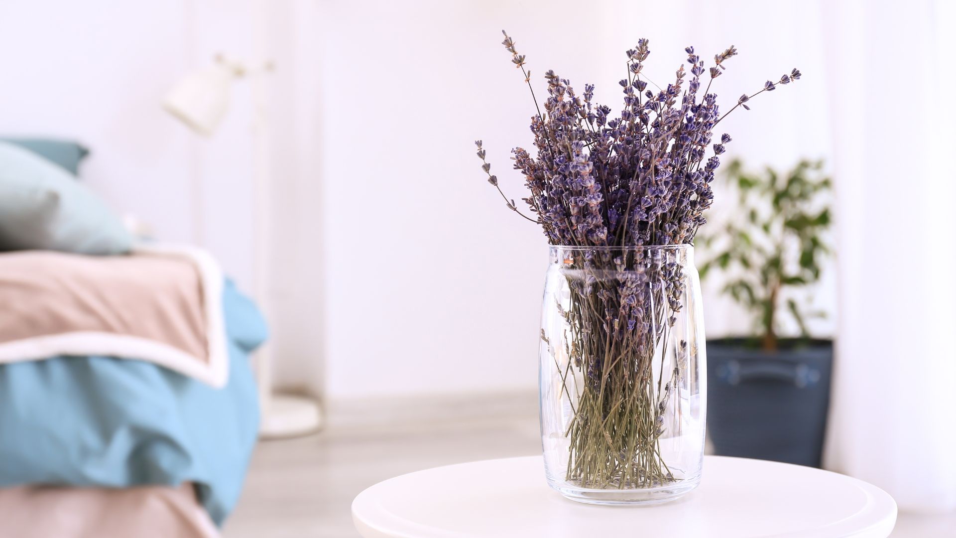lavender