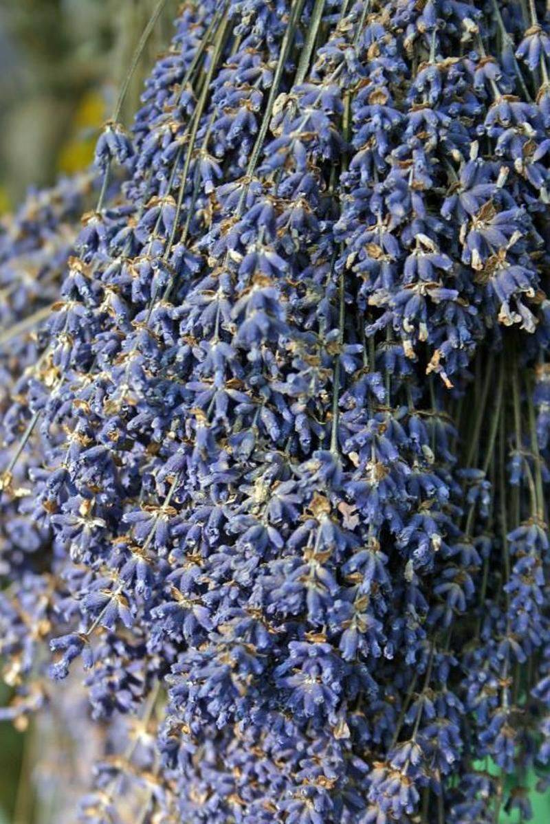 Lavender