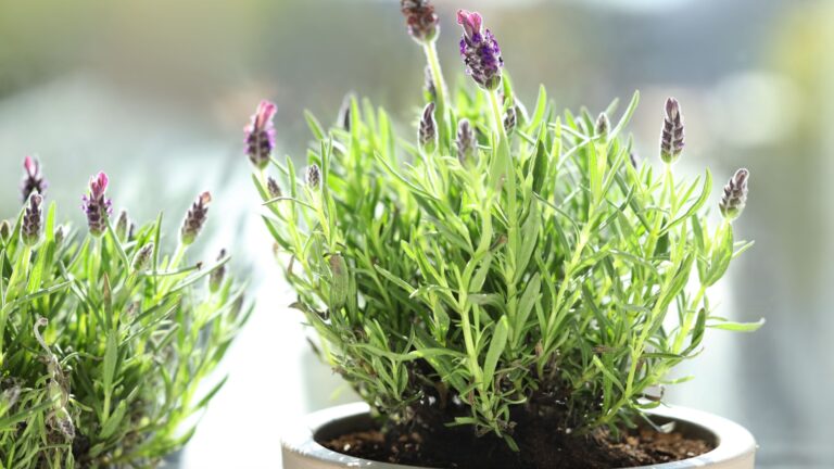 lavender houseplant