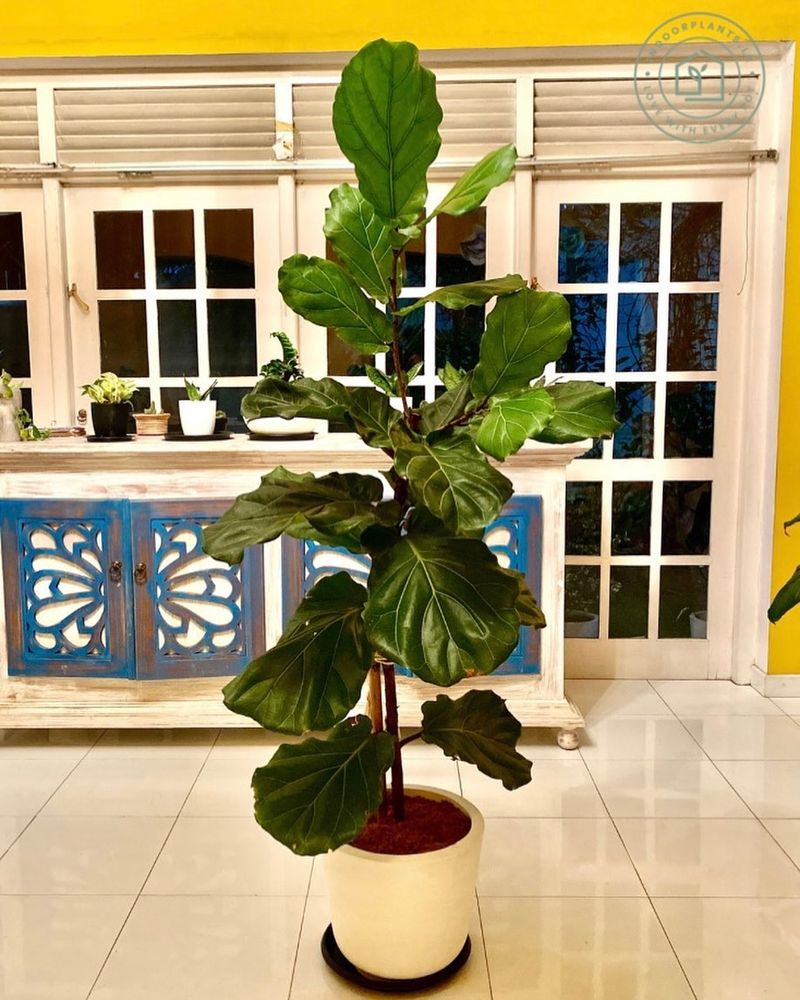 Fiddle Leaf Fig's Humidity Headache