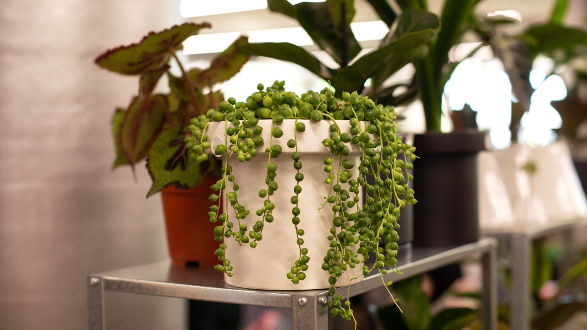 Houseplants That Thrive In Dry Colorado Homes