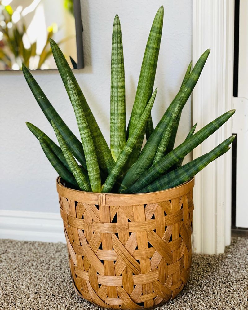 Snake Plant (Sansevieria)