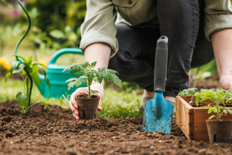 Gardener planting seedling (featured image)
