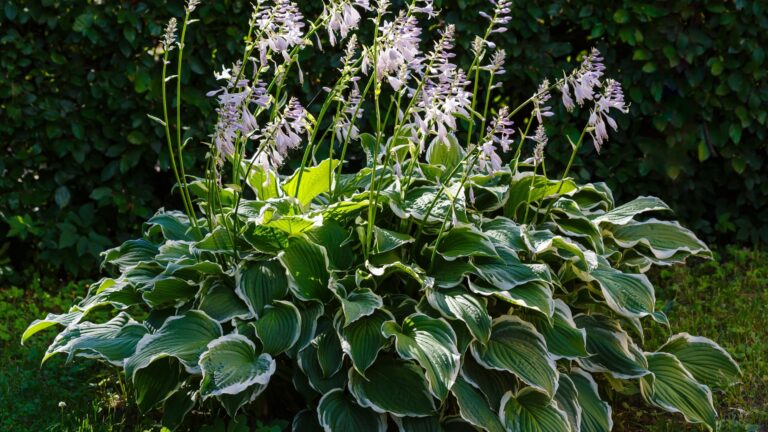 Hostas