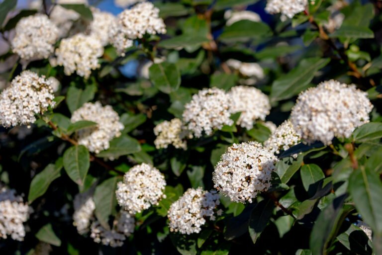 Viburnum (featured image)