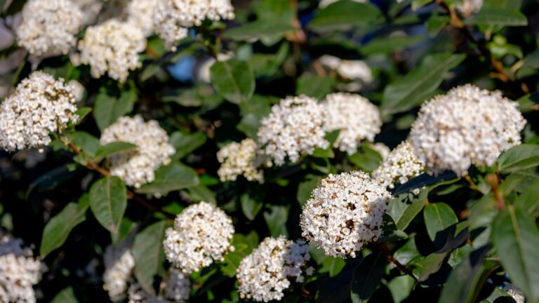 Viburnum (featured image)