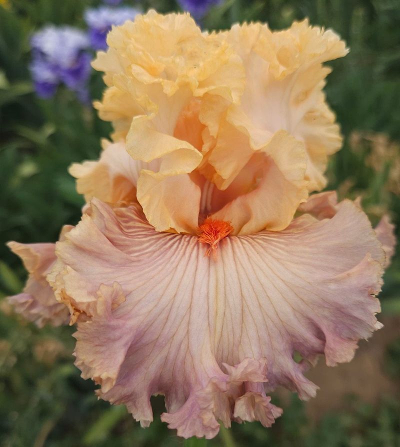Layering Bearded Iris Along Path Edges
