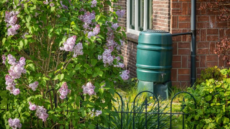 barrel rain harvesting garden