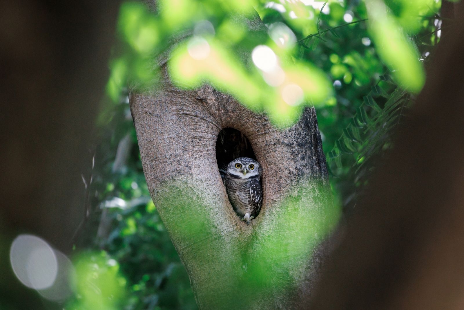 owl in tree