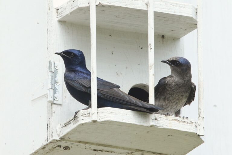 purple martin male and female