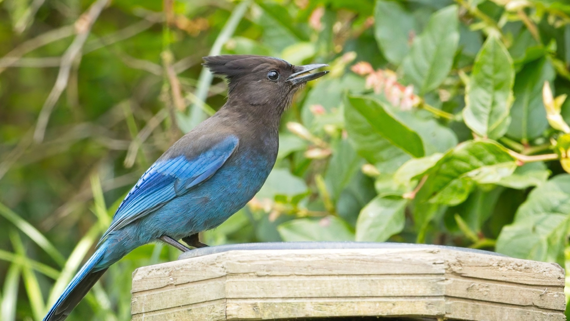 How To Build A Bird-Friendly Garden In Washington State