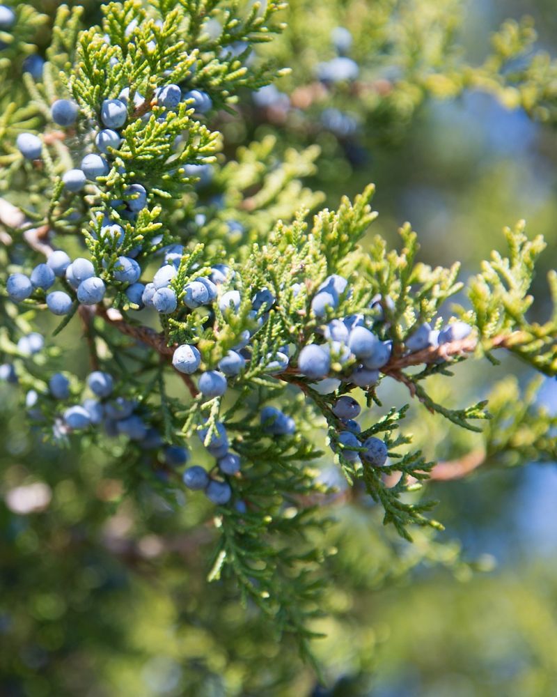 Plant Native Trees And Shrubs