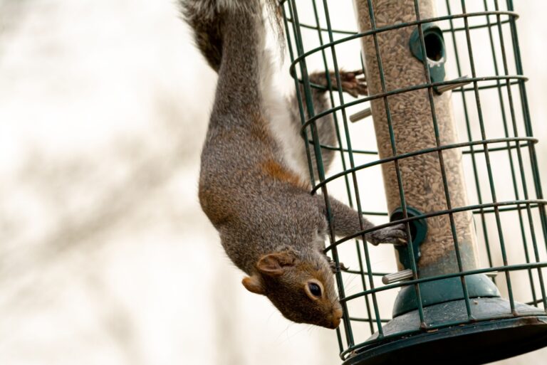 squirrel proof bird feeder