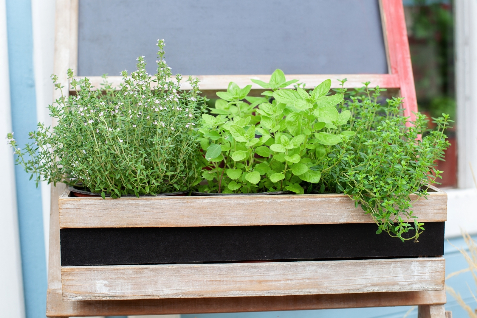 herbs (featured image)