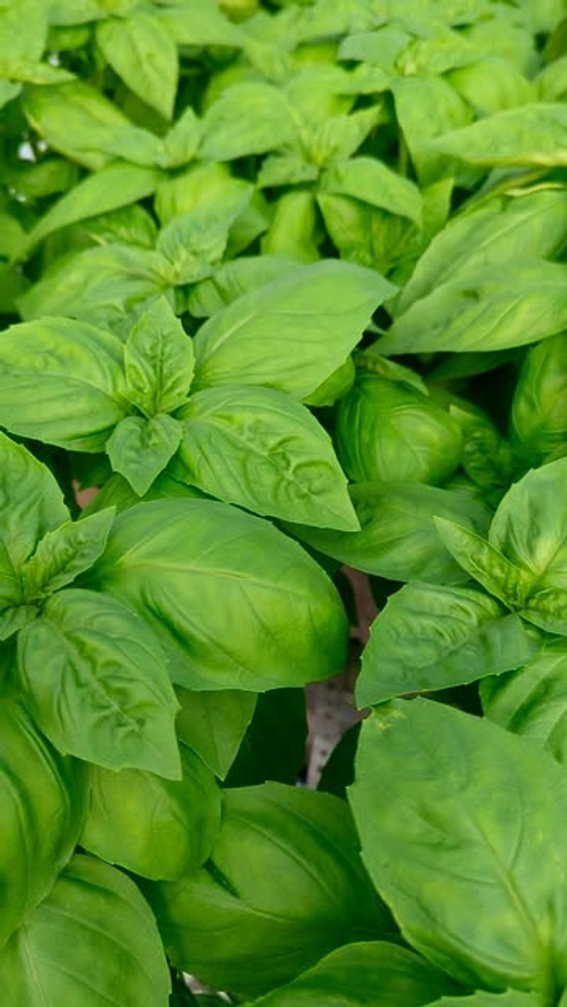 Harvest Basil Bounty