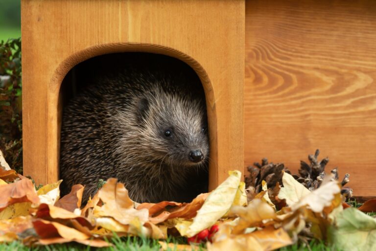 hedgehog shelter
