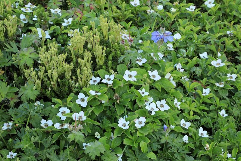Select The Perfect Native Plants