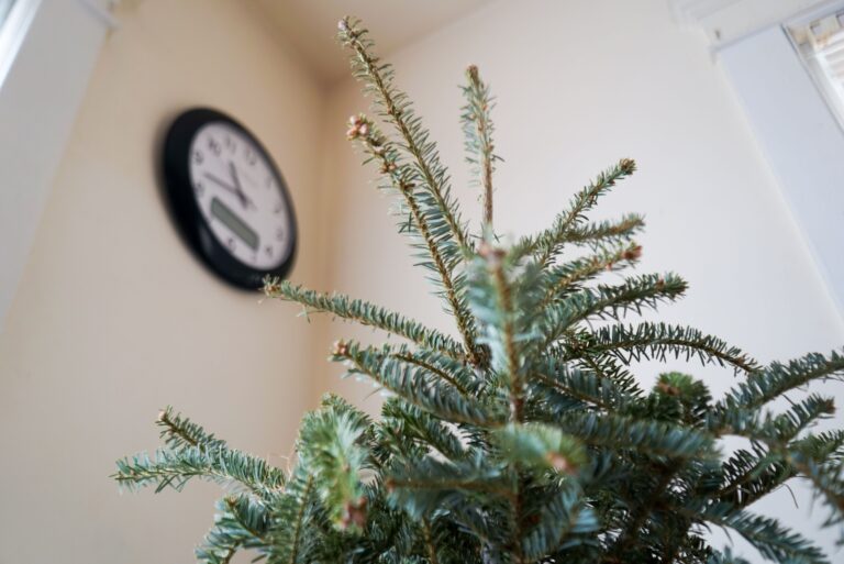 real tree for Christmas indoors