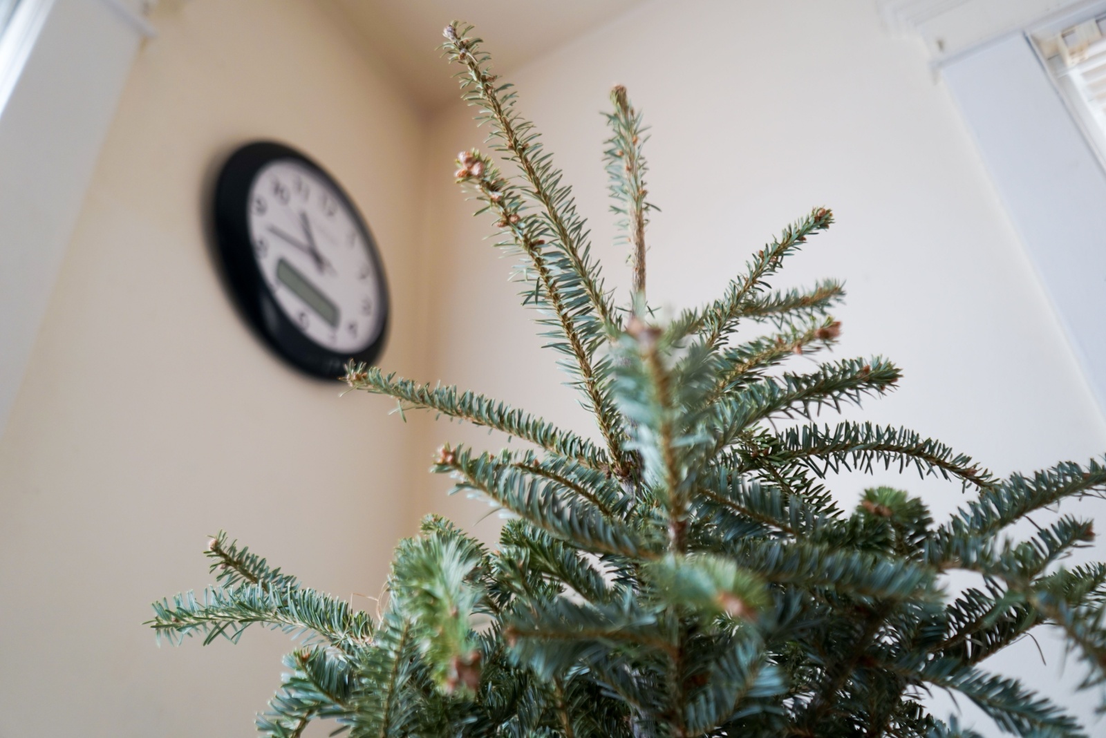How To Create A Living Christmas Tree Indoors In Washington