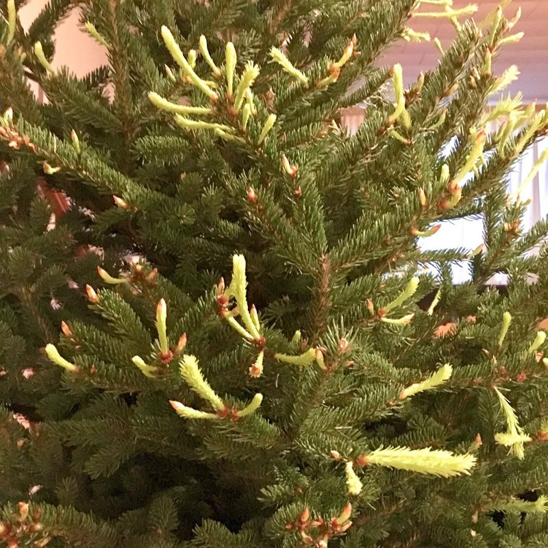 Choose Native Washington Species