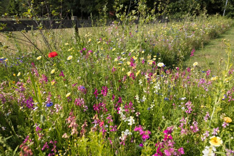 Flower meadow with wild flowers