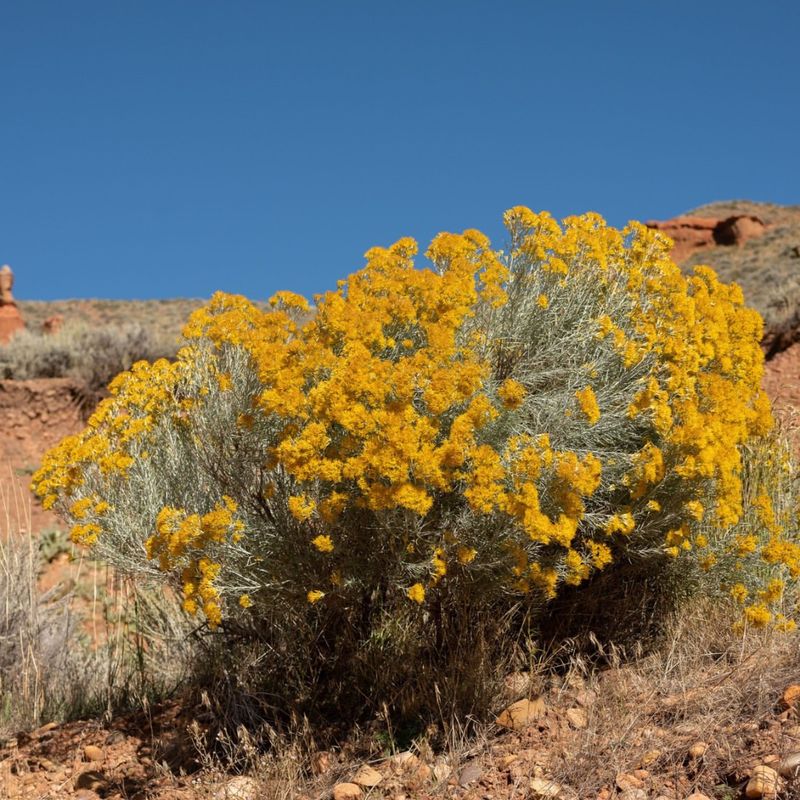 Choose Native Utah Perennials First
