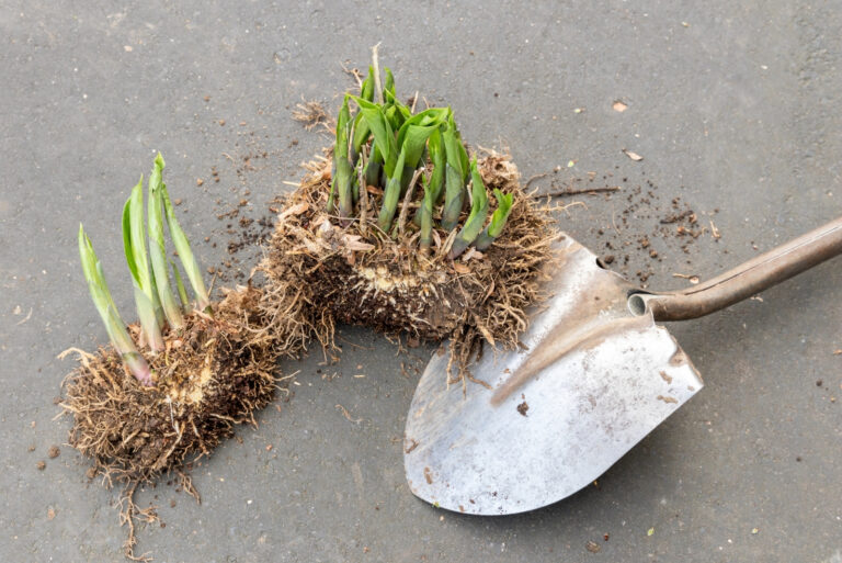 A perennial hosta clump that has been divided by a shovel (featured image)