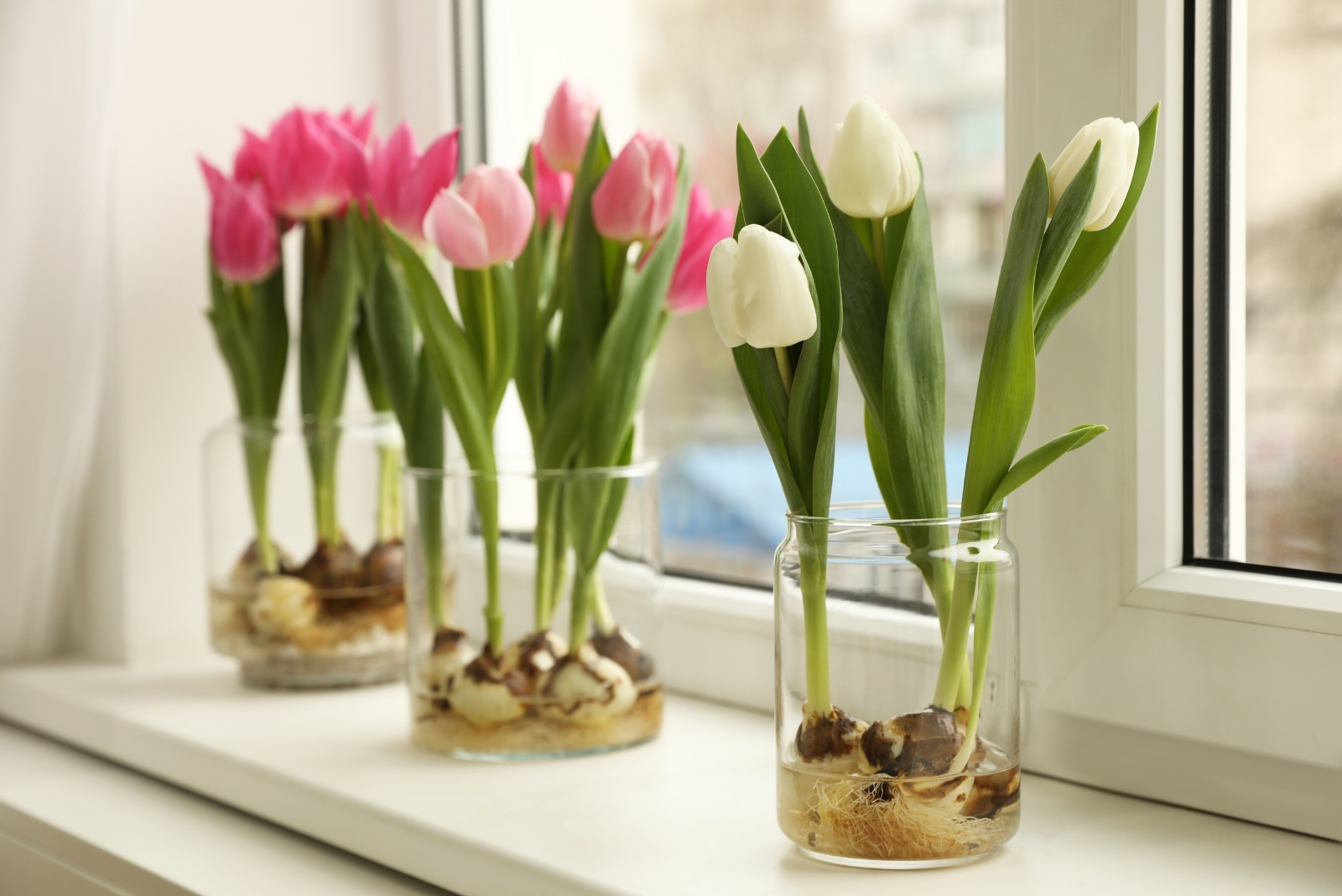 Beautiful tulips with bulbs on window sill indoors (featured image)