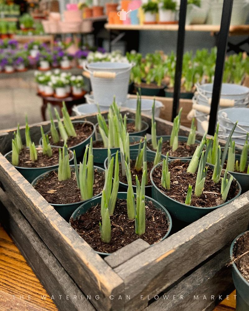 Choose the Right Bulbs