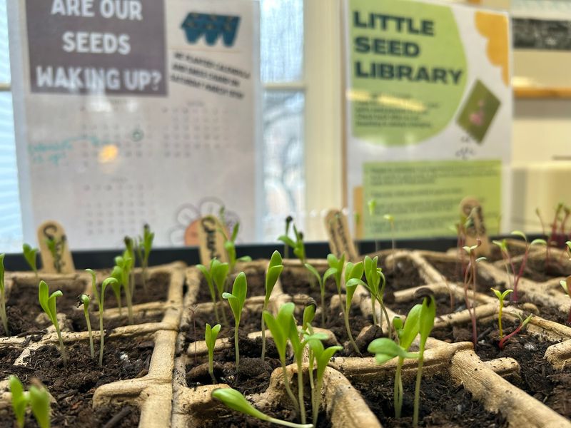 Start a Seed Library