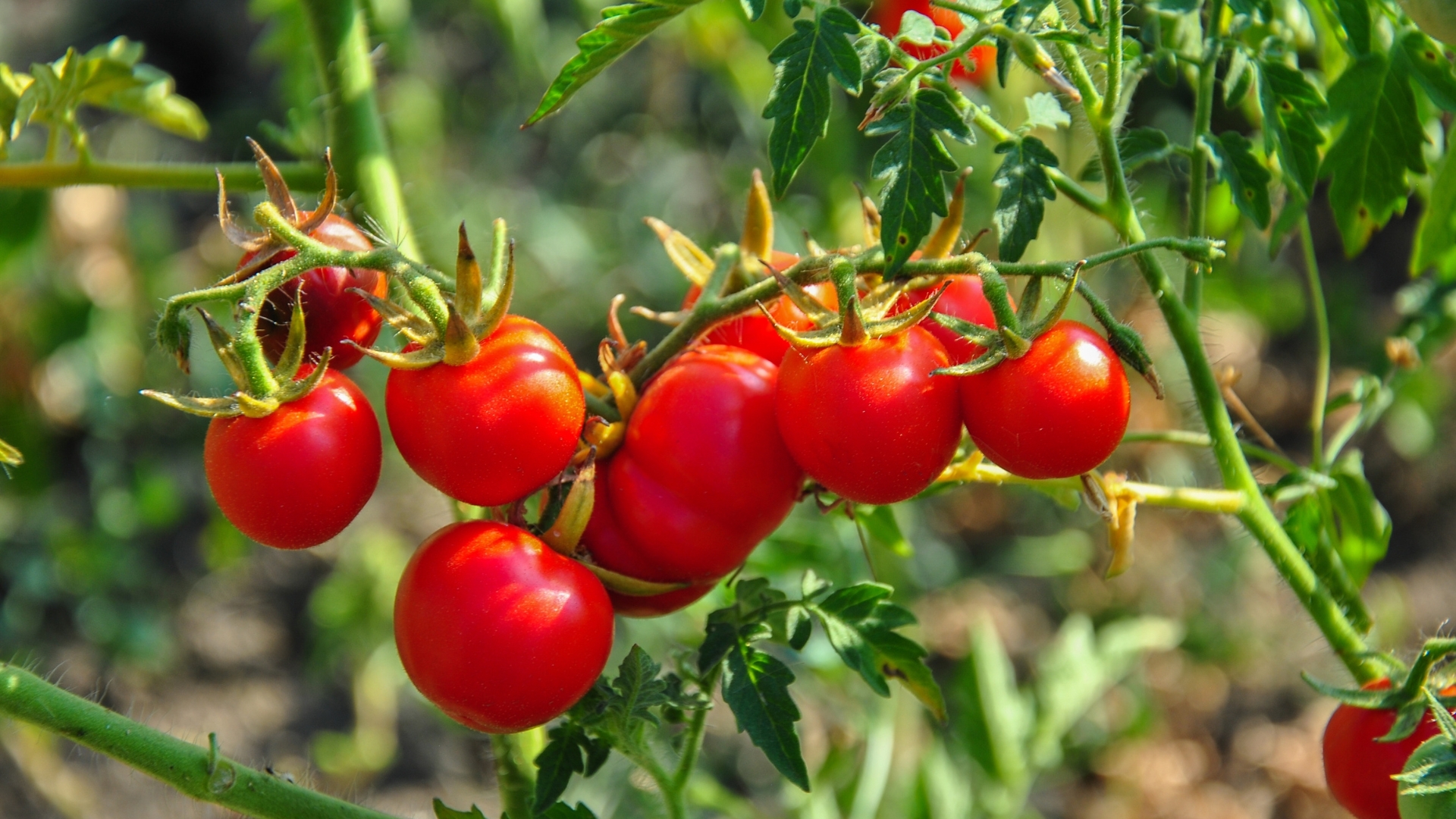 How To Get A Second Tomato Crop This Year In Indiana