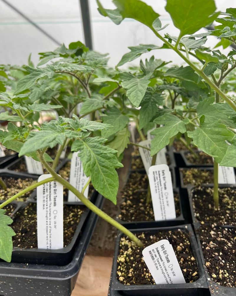 Plant Fast-Maturing Varieties