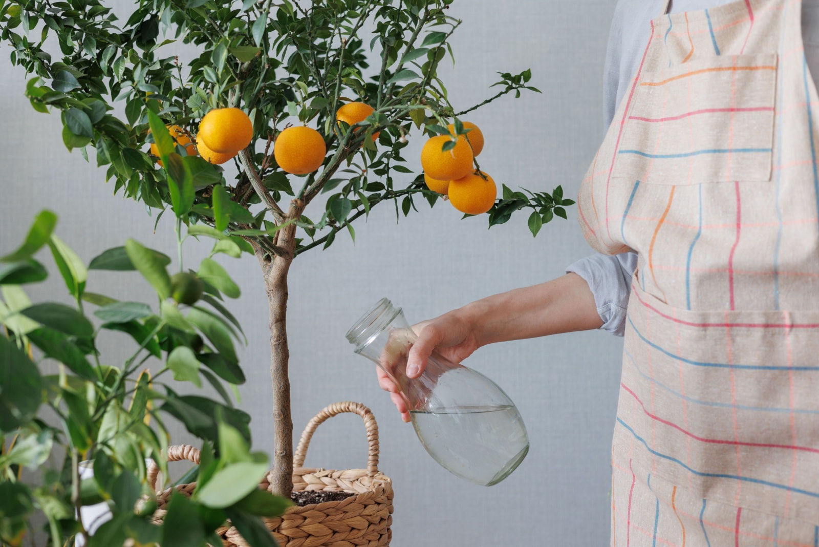 How To Grow Citrus Trees Indoors In Florida