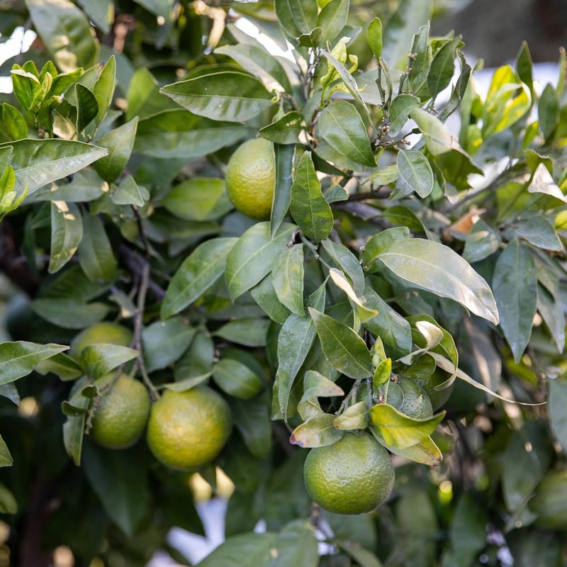 Select Dwarf Varieties