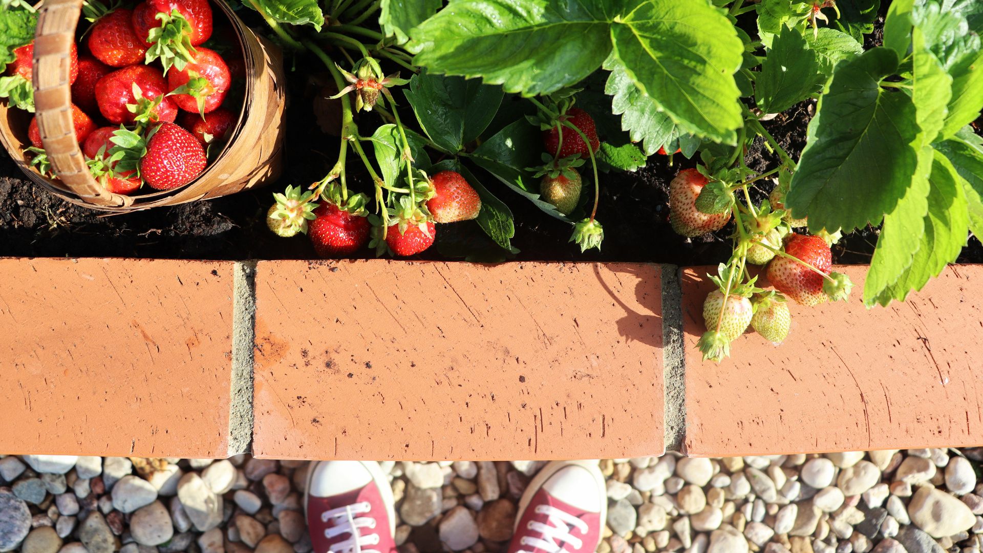 How To Grow Food Along A Driveway In Oklahoma