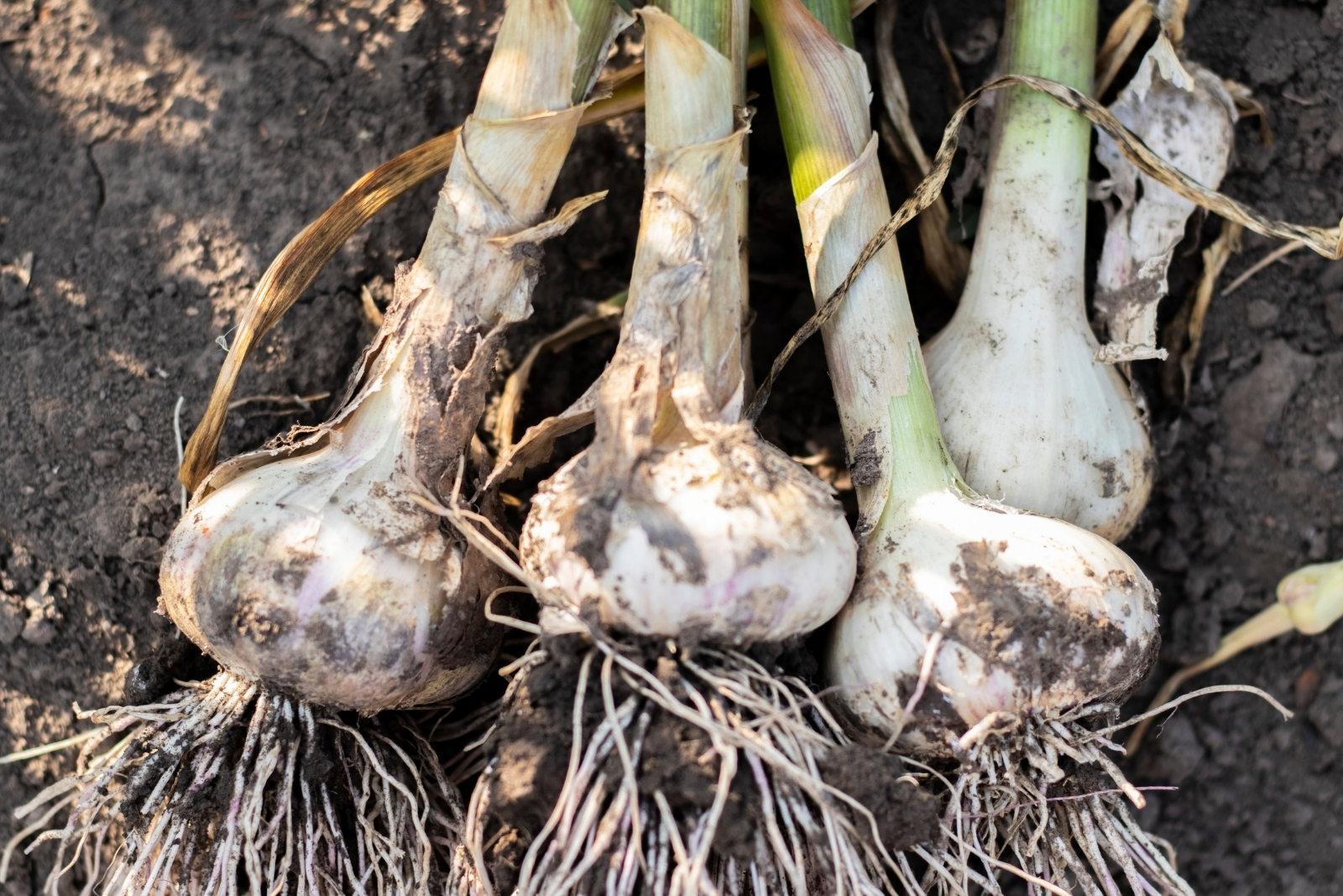 garlic (featured image)