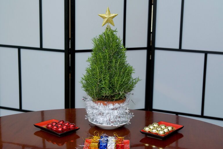 holiday rosemary plant