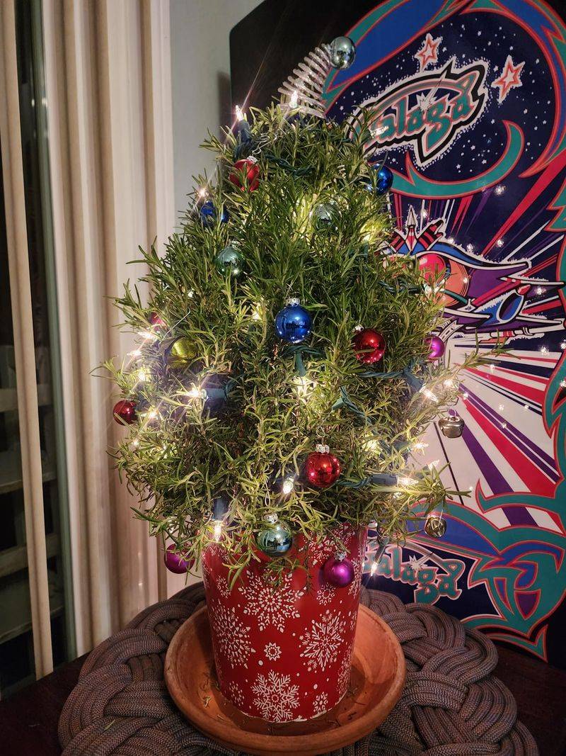 Rosemary: The Holiday Centerpiece