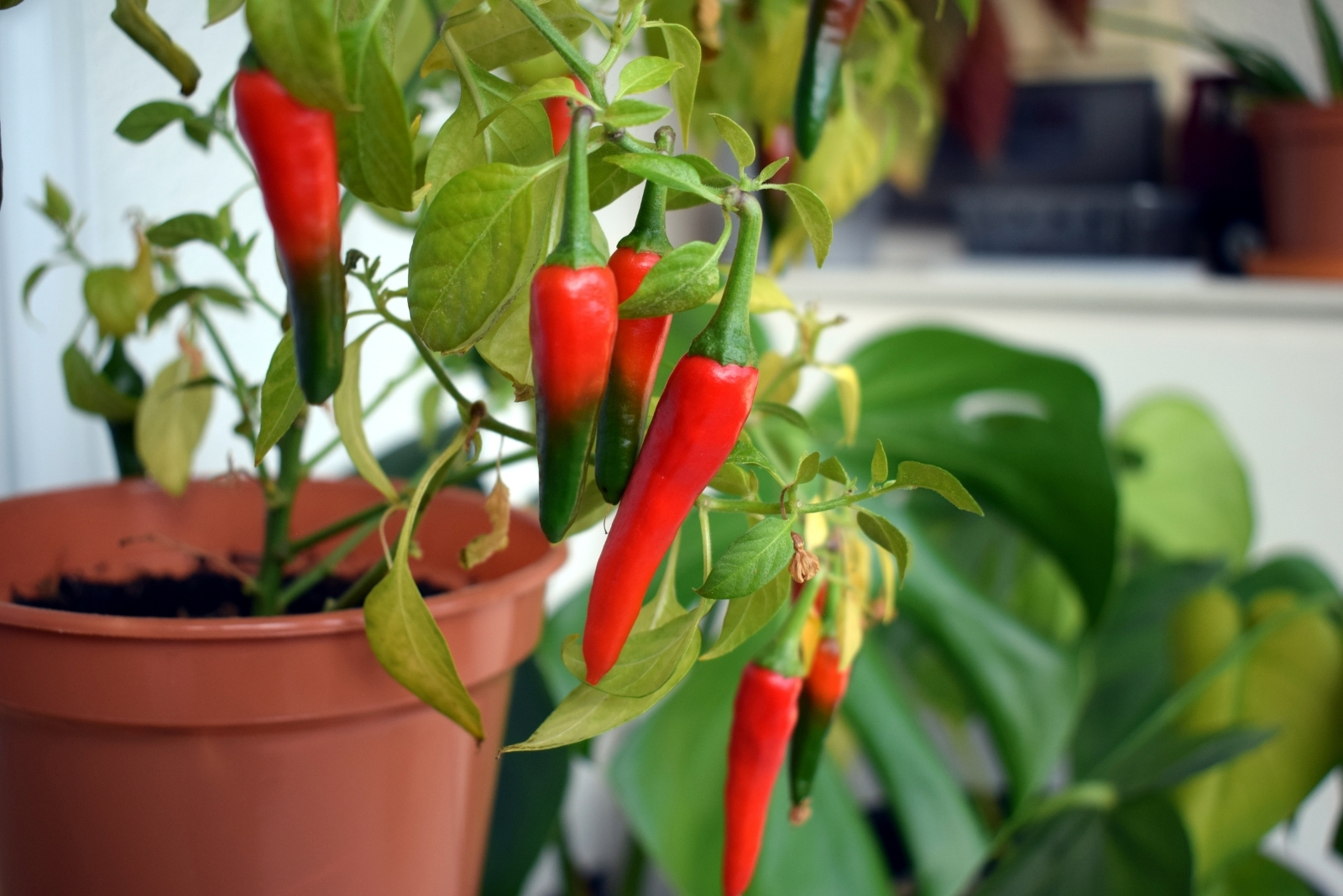 A small indoor potted red chili plant (featured image)
