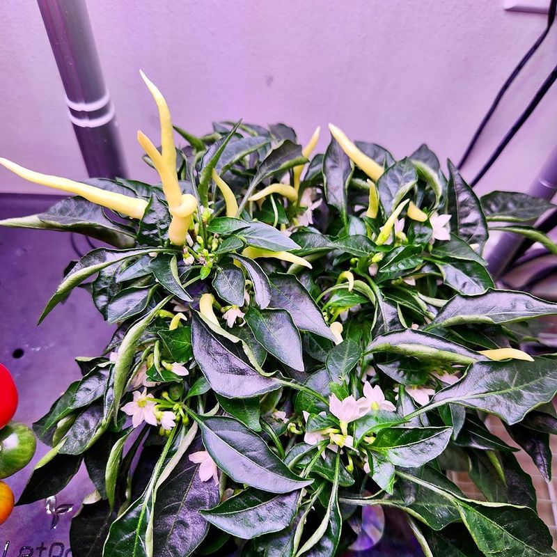 Choose The Right Varieties